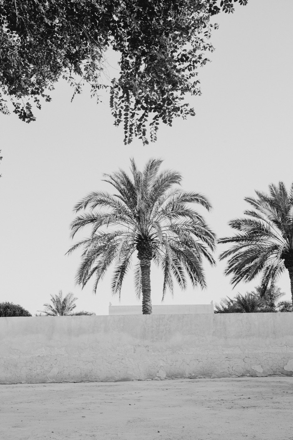 Palms against a white wall, black and white