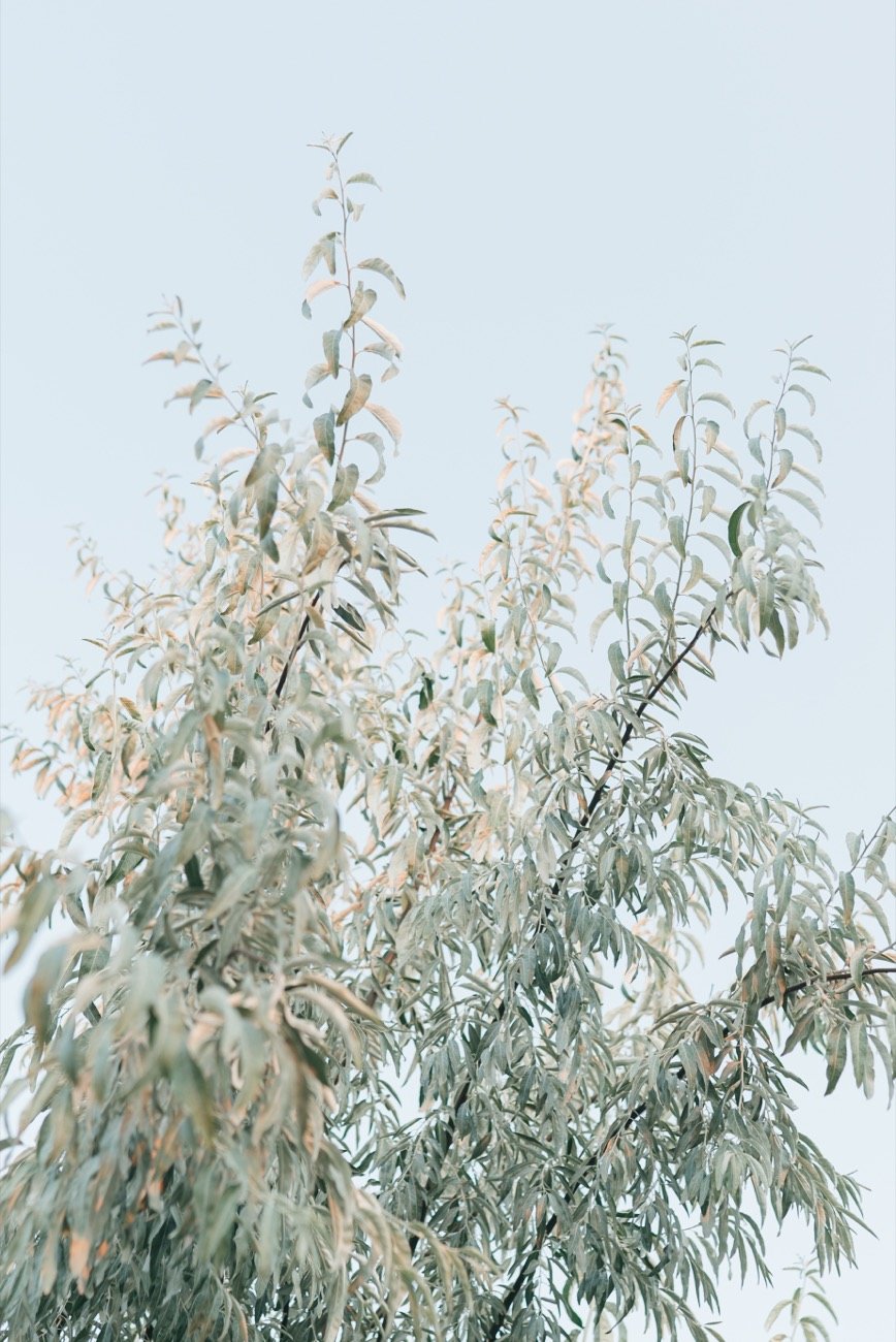 Silver leaves against a pale sky